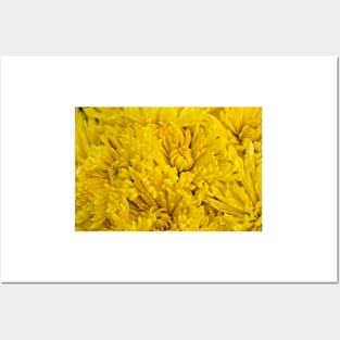 Very Yellow Chrysanthemums Posters and Art
